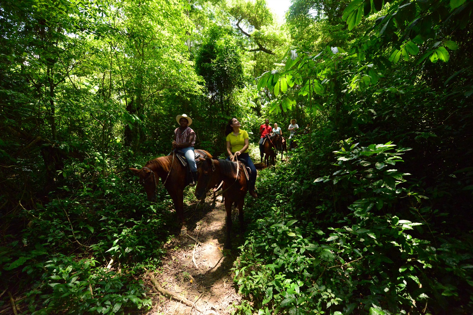 Horseback riding in the pine forest