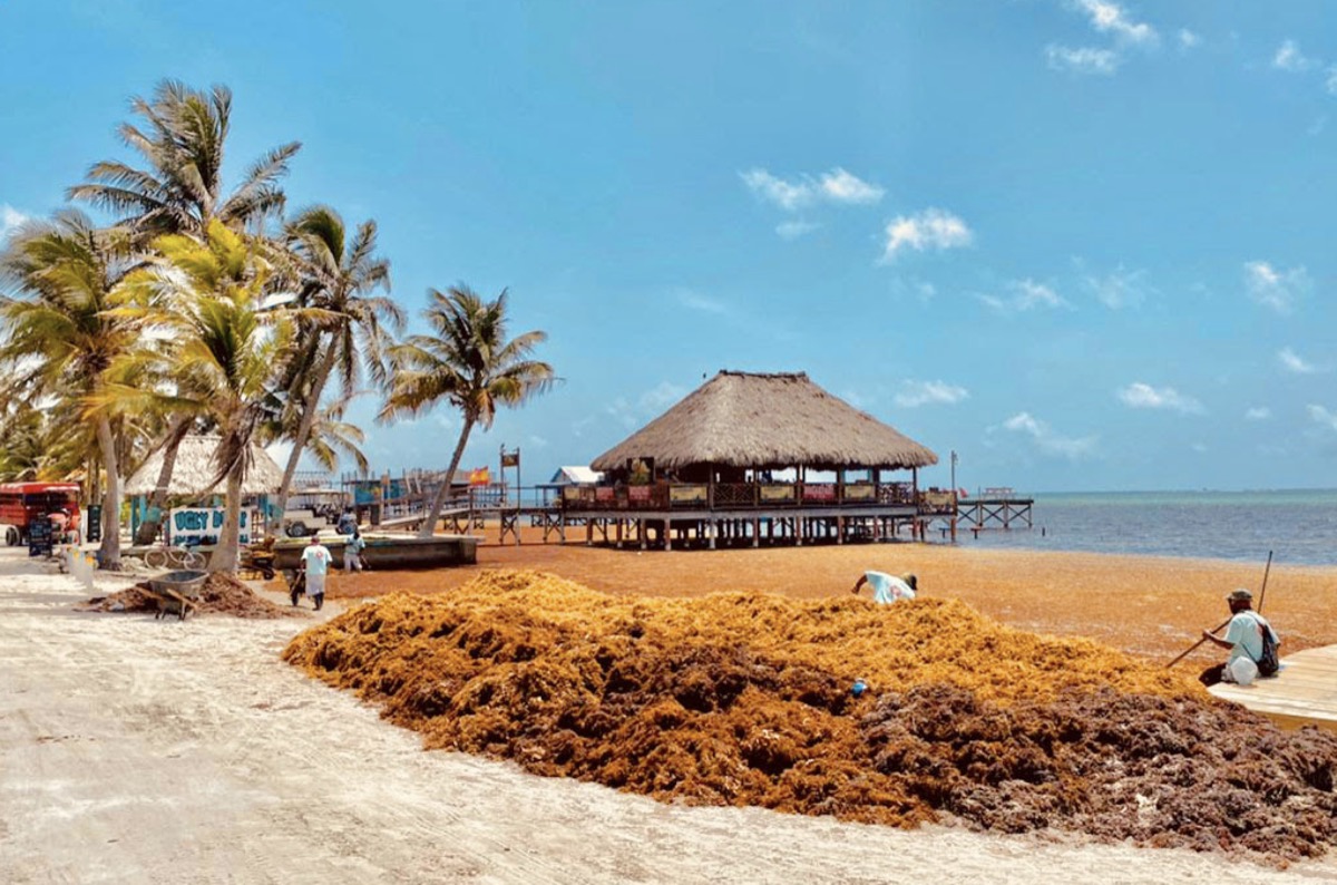 Sargassum seaweed piled on a Caribbean beach beneath palm trees