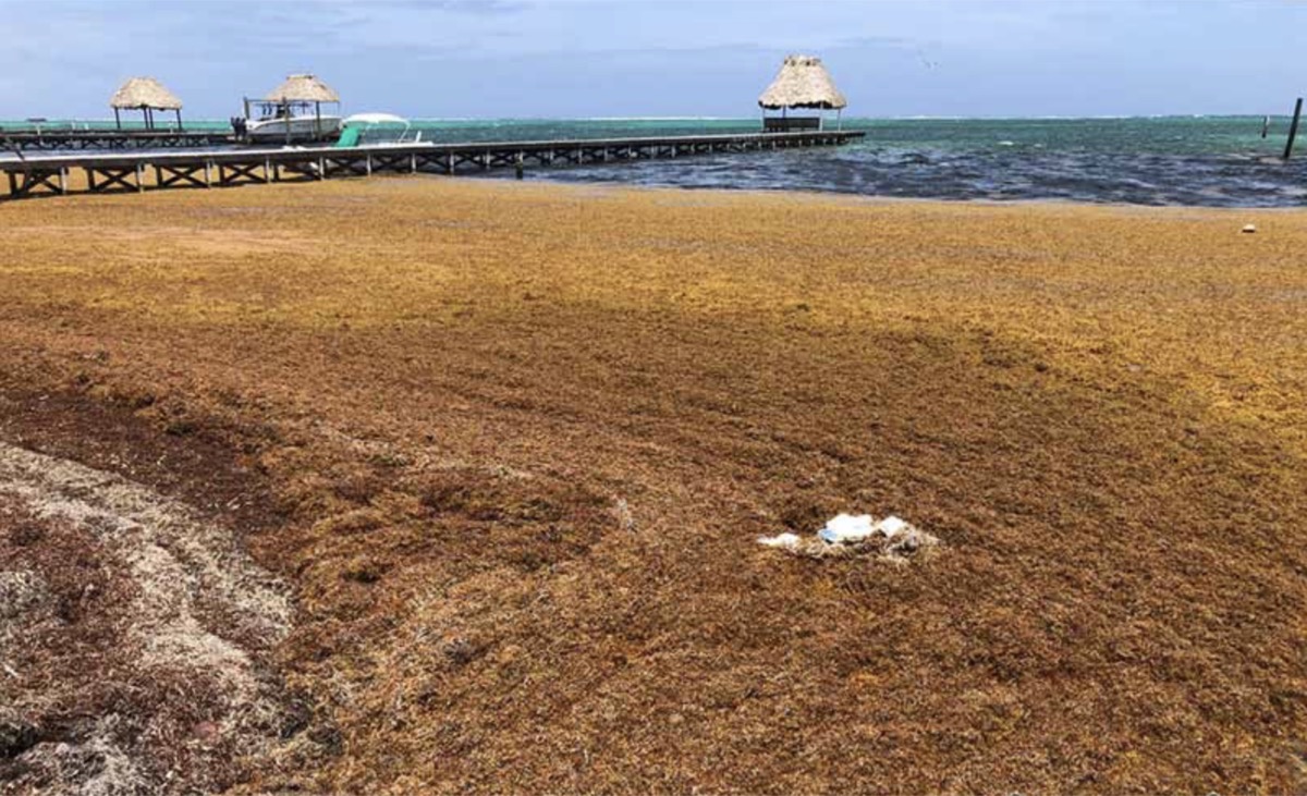 Sargassum covering the shoreline around a dock